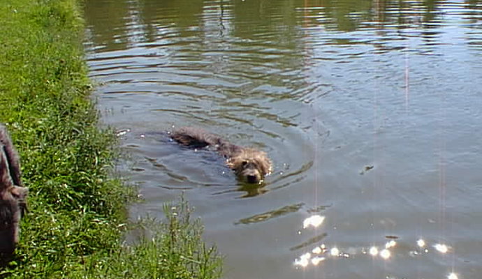 Magic swimming